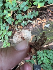 Gymnopus brassicolens