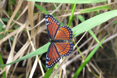 Limenitis archippus floridensis