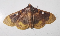 Trichaeini
