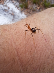 Leptomyrmex rufipes