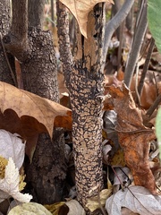 Peniophora incarnata