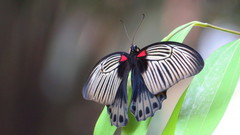 Papilio memnon