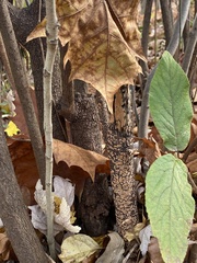 Peniophora incarnata