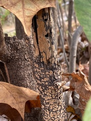 Peniophora incarnata