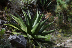 Agave gentryi