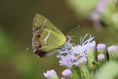 Chlorostrymon simaethis