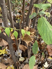 Peniophora incarnata