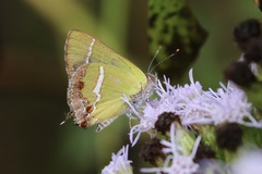 Chlorostrymon simaethis