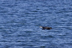 Microcarbo melanoleucos brevirostris