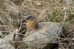 Satyrinae
