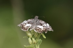 Chiomara georgina