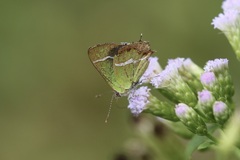 Chlorostrymon simaethis