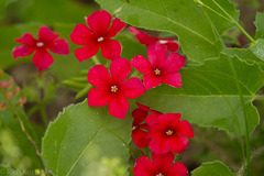 Phlox drummondii