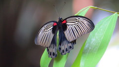 Papilio memnon