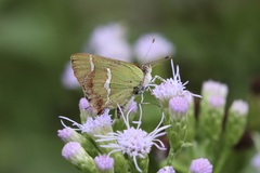 Chlorostrymon simaethis