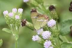 Chlorostrymon simaethis