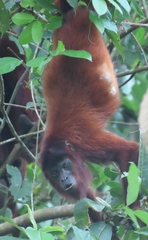Alouatta