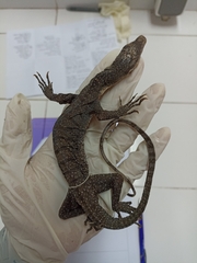 Varanus jobiensis