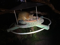 Trichosurus johnstonii