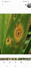Puccinia iridis