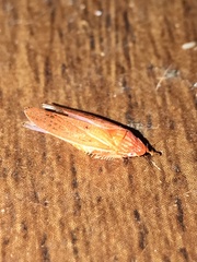 Gyponana gladia