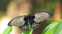 Papilio memnon