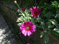 Arctotis stoechadifolia