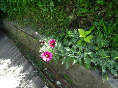 Arctotis stoechadifolia