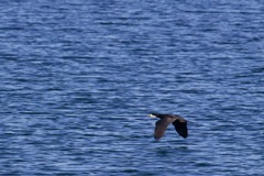 Microcarbo melanoleucos brevirostris