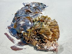 Undaria pinnatifida