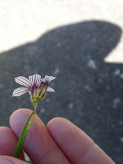 Sisyrinchium micranthum