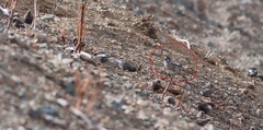 Leucosticte brandti