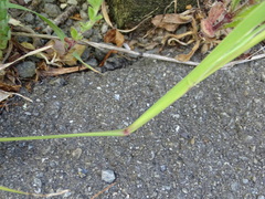 Sisyrinchium micranthum