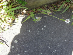 Sisyrinchium micranthum