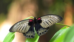 Papilio memnon
