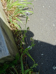 Sisyrinchium micranthum