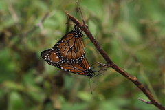 Danaus eresimus
