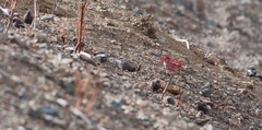 Leucosticte arctoa