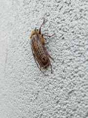 Prionoplus reticularis
