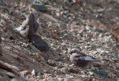 Leucosticte arctoa