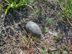 Kinosternon integrum