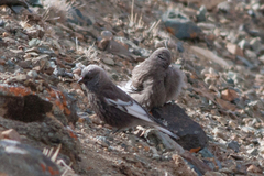 Leucosticte arctoa