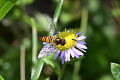 Episyrphus