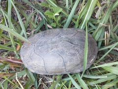 Kinosternon integrum