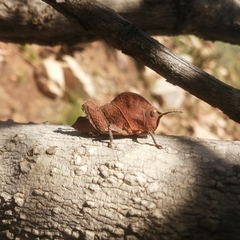 Lobosceliana