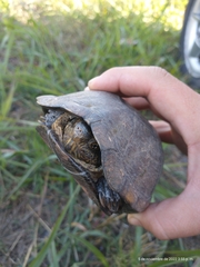 Kinosternon integrum