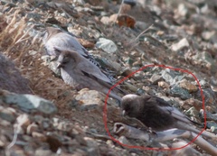 Leucosticte arctoa