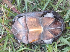 Kinosternon integrum