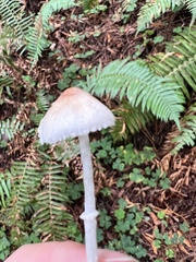 Lepiota castaneidisca
