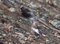 Leucosticte arctoa